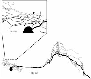 Morphological Correlates Of Learning And Memory.