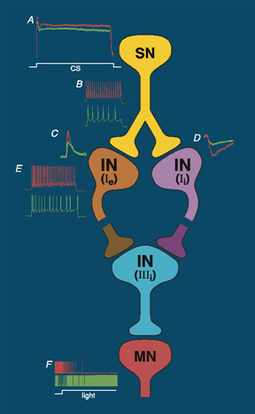 Cellular And Molecular Analysis of Associative Learning