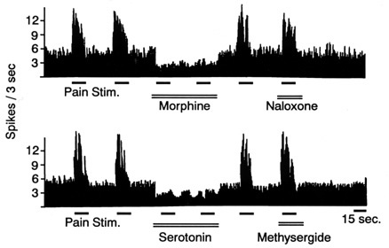 Mechanisms Of Pain, Pain Suppression, Stress And Drugs Of Abuse