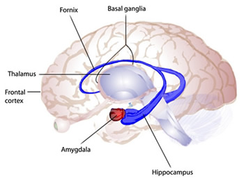 Learning And Cognition