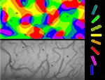 Orientation preference map obtained by instrinsic signal imaging in V1 of anesthetized cat (top).
