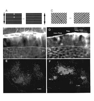 Optical recording and pathway tracing in macaque visual cortex. 