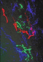 Confocal microscopy imaging show the contacts among SN (red), motor (green) and serotonergic neurons (blue) in pedal ganglion.