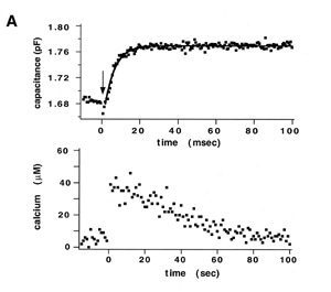 A: Illustrates the capacitance record from an isolated synaptic terminal in a flash-photolysis experiment. 