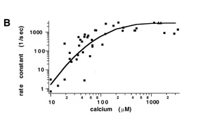 B: The calcium dependence of the rate of synaptic vesicle fusion can be determined from experiments similar to that shown in A. 