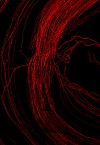 Information Processing and Modulation In the Vertebrate Retina
