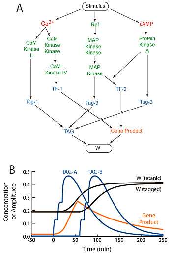 Roles of essential protein kinases in the induction of synaptic long-term potentiation.