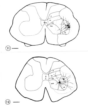 Dendrites of Motoneurons, Muscle Regeneration