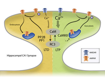 camkii pathway