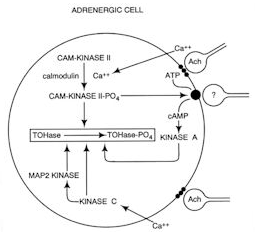 Plasticity of Neurotransmitter Biosynthesis
