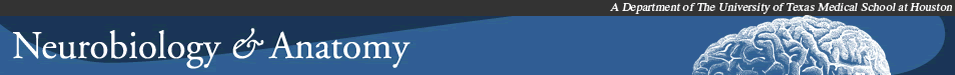 Neurobiology and Anatomy website banner
