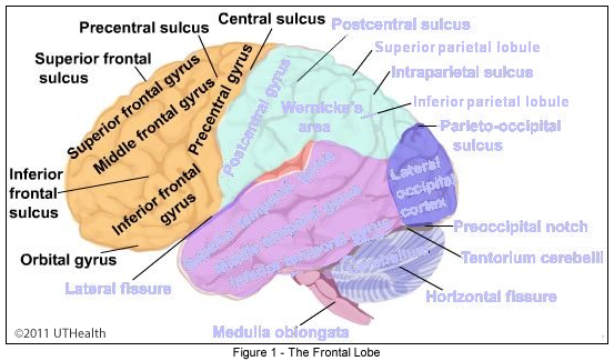 Neuroanatomy Online: Lab 1 - Overview of the Nervous ...