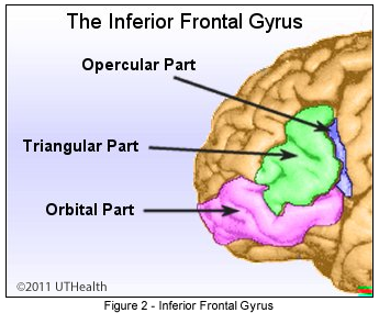 The Inferior Frontal Gyrus