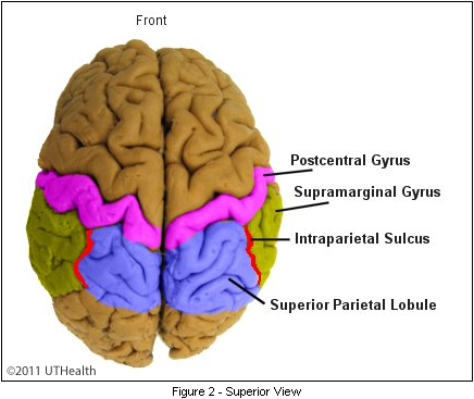 Superior View of the brain