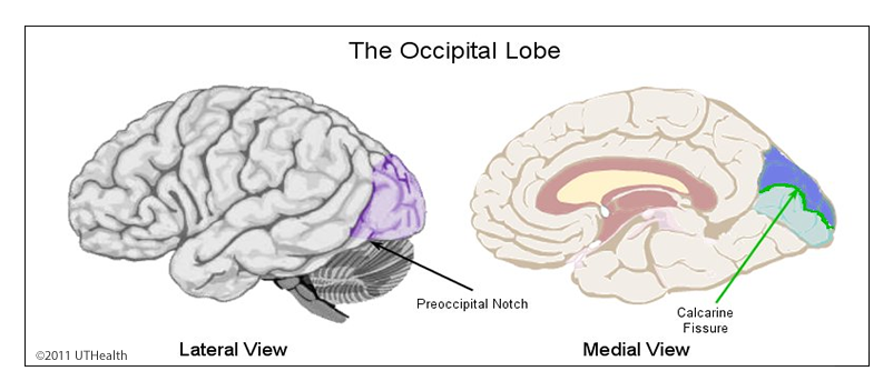 Cerebral Lobes - Occipital Lobe