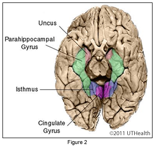 Cerebral Lobes - Limbic Lobe