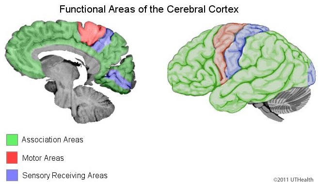 Cerebral Lobes - Functional Areas