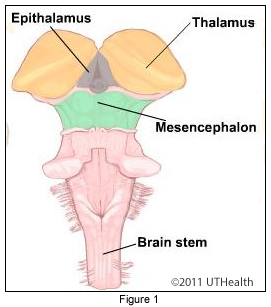 The Brainstem - Overview