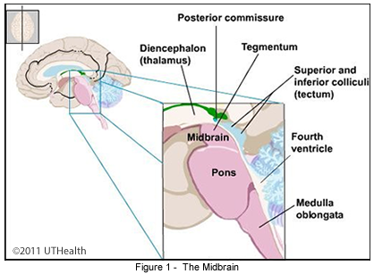 Mesencephalon - Midbrain