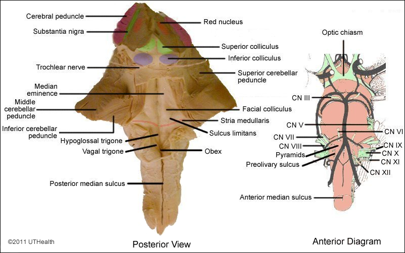 Cranial Nerves of the Medulla