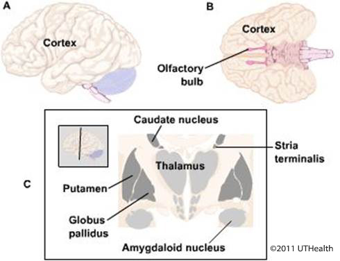 Figure 2. (Click to enlarge)  Lateral (A) and ventral (B) schematic drawing of the cerebral cortex. In C, drawing of subcortical structures.