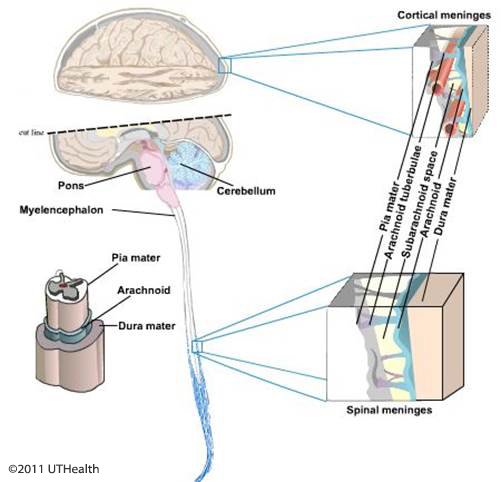 Figure 6. (Click to enlarge) Schematic drawing of the brain and spinal cord meninges.