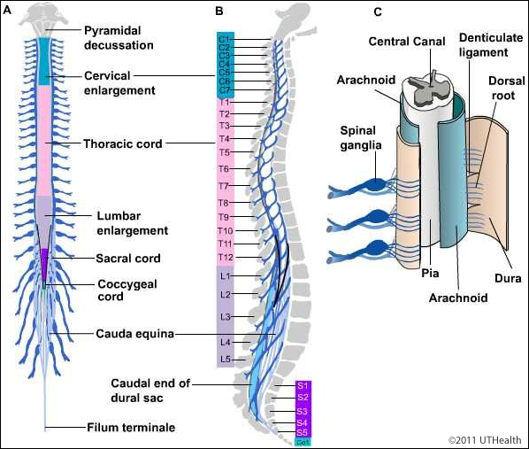 Draw A Labelled Diagram Sketch Of Spinal Cord Of Man Showing Its Main Porn Sex Picture 8429