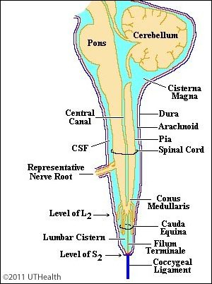 Spinal Cord Meninges - Introduction