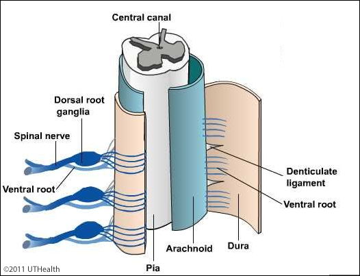 Spinal Cord Meninges - Introduction