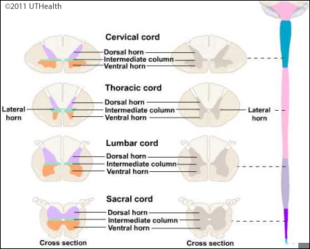 Microscopic Sections of Spinal Cord - Introduction