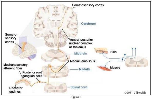 neuroanatomy-online-lab-4-external-and-internal-anatomy-of-the