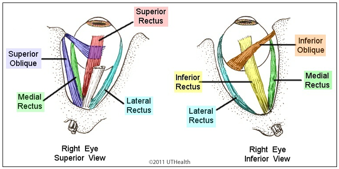 Gross Anatomy of the Eye