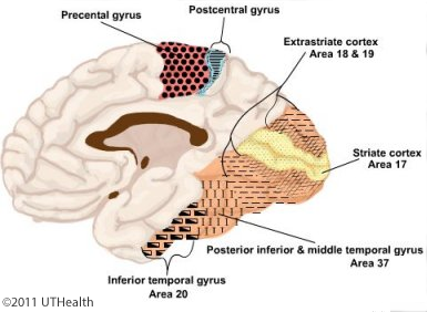 Motor Areas of the Cerebral Cortex