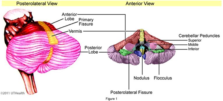 Cerebellum and Brainstem