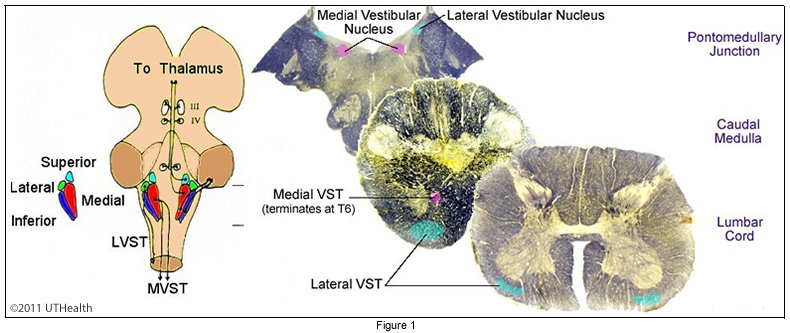 Vestibulospinal Pathways-Overview