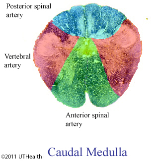 Caudal Medulla