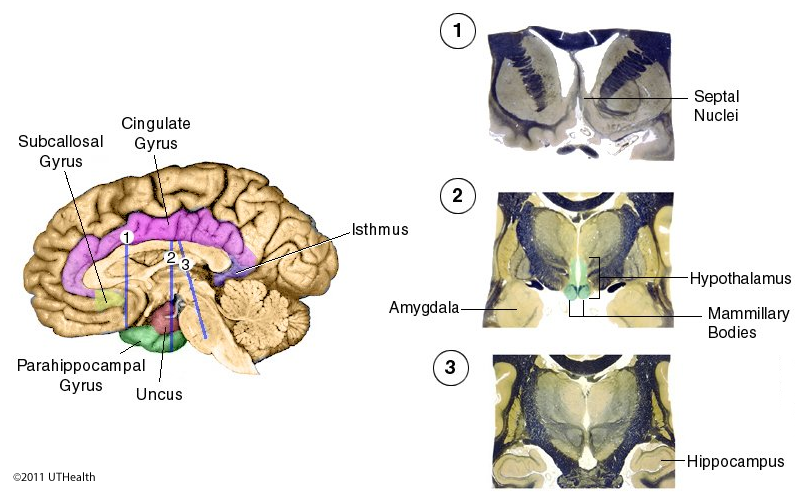 Components of the Limbic System