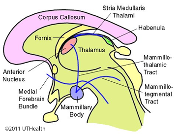Componets of the Limbic System-Tracts