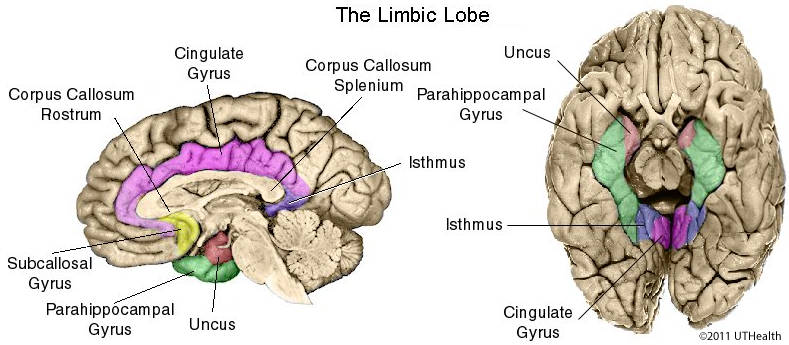 Cortical Areas of the Limbic System