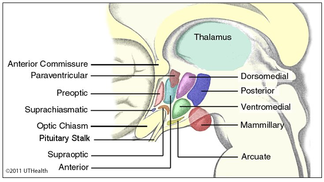 Hypothalamus-Introduction