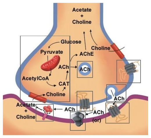 Acetylcholine biological vector illustration infographic 