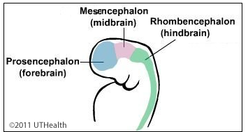 Major Divisions of the Brain