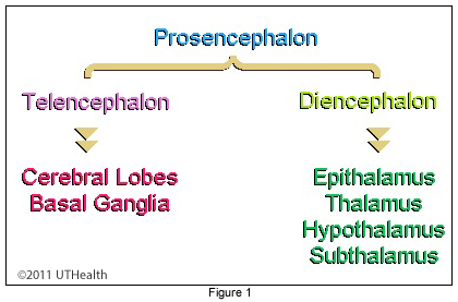 The Prosencephalon (Forebrain)