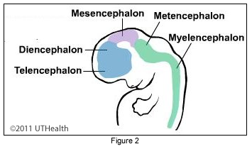 telencephalon diagram
