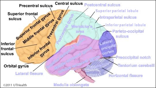 central and lateral sulcus