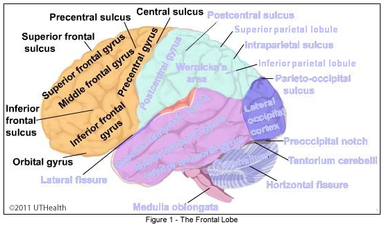 Le Lobe Frontal