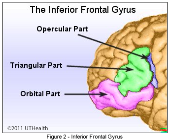 Der untere Gyrus frontalis