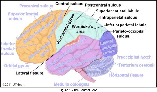 The Parietal Lobe