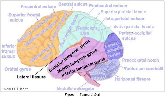 superior temporal sulcus