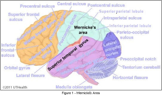 Wernickes Areas